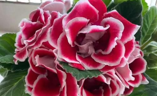 此“花”艳丽富贵,花期长达半年,耐阴好养,1朵开20天不谢