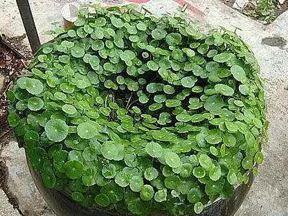 种花|3种花很强悍,盆栽容易爆盆,地栽需三思,泛滥成灾难清除