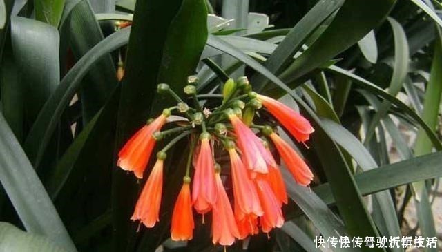 植株|君子兰生长静止了,来几杯“唤醒水”,叶子窜得快花箭冒出来!
