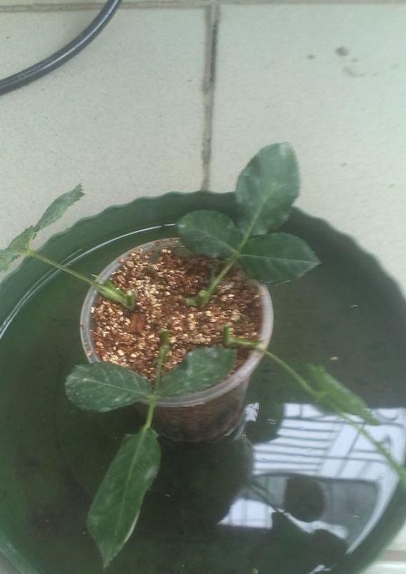 扦插月季学会5种方法,一个“窍门”全能活,小苗“泛滥”,变成月季园