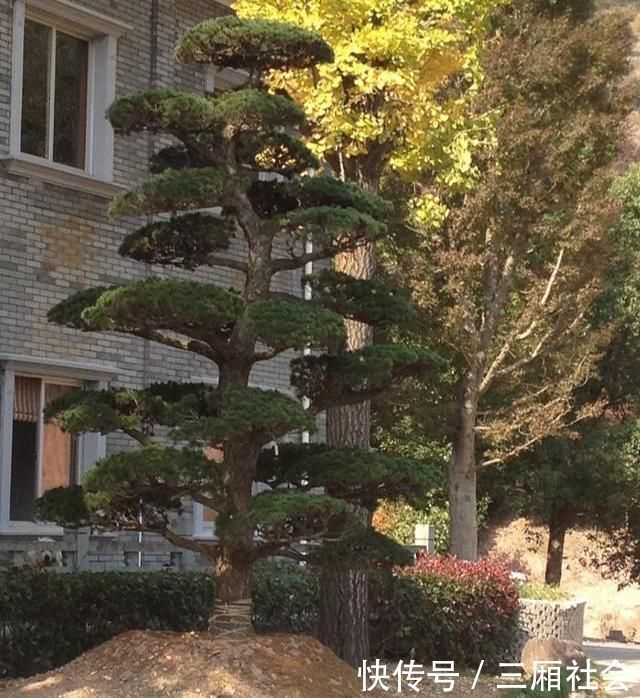 院子|富人喜欢在院子里种4种树,寓意都很好,早看早知道哦