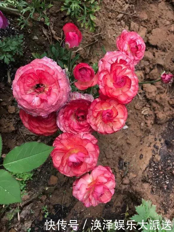 种花|3种花人称“夏必死”，买一盆死一盆，新手小白别忽视