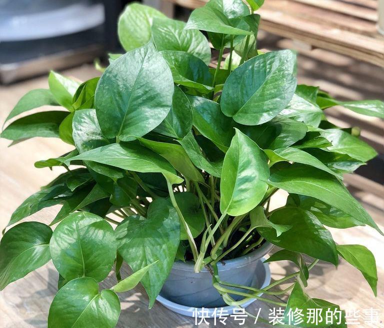 茂盛|绿萝长得慢，用它浇一浇，叶子更绿更多，肥得流油