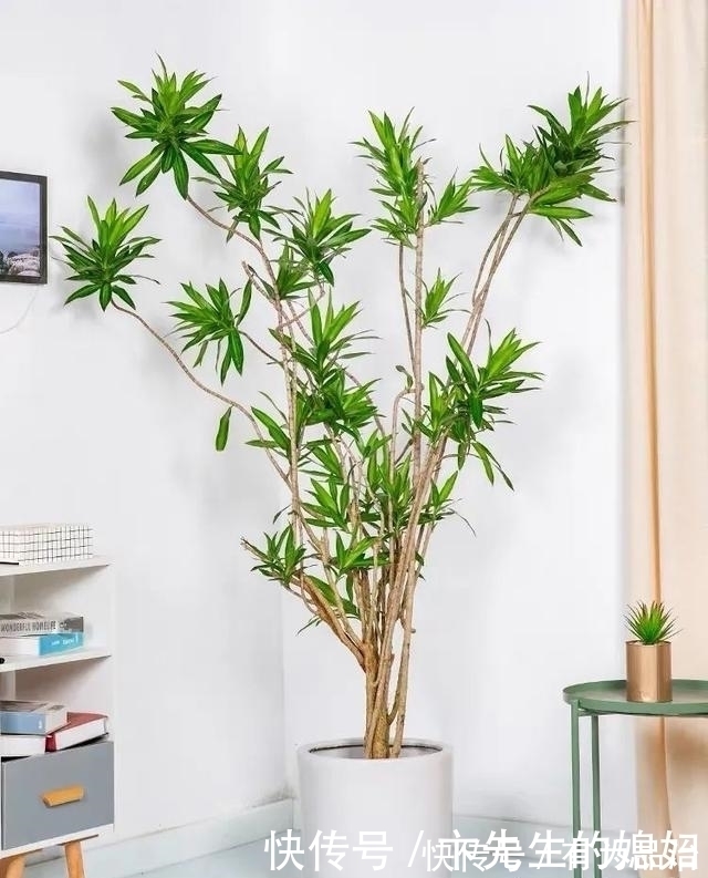 一种“吉祥竹”，清新典雅寓意好，家里养几盆，镇宅化煞保平安
