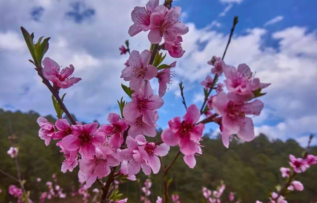 桃花依旧笑春风|11月24日-11月29日，家运亨通，喜鹊送喜，喜事从天降的4大生肖