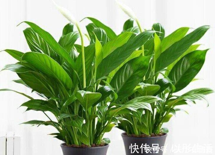 卫生间想养花?选这5种最靠谱,不仅生命力顽强,而且很耐阴!