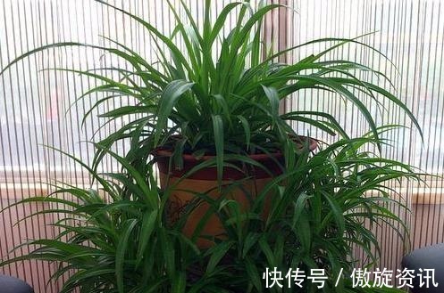 植物|长寿的人家里都养什么花,4种“花”必须要养,而且要多养