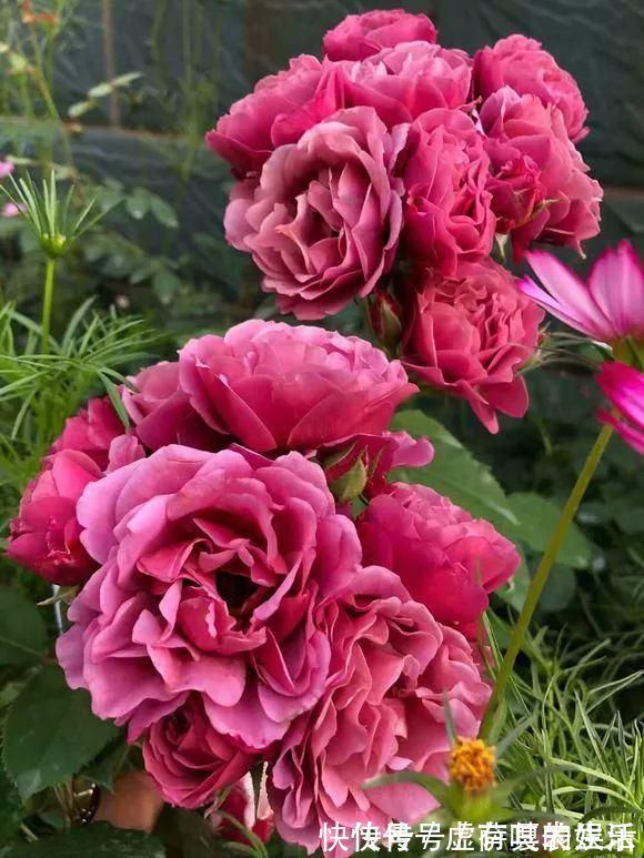 养花|老花匠:扔4种“东西”,就是扔钱,比花肥还好用,不花钱!