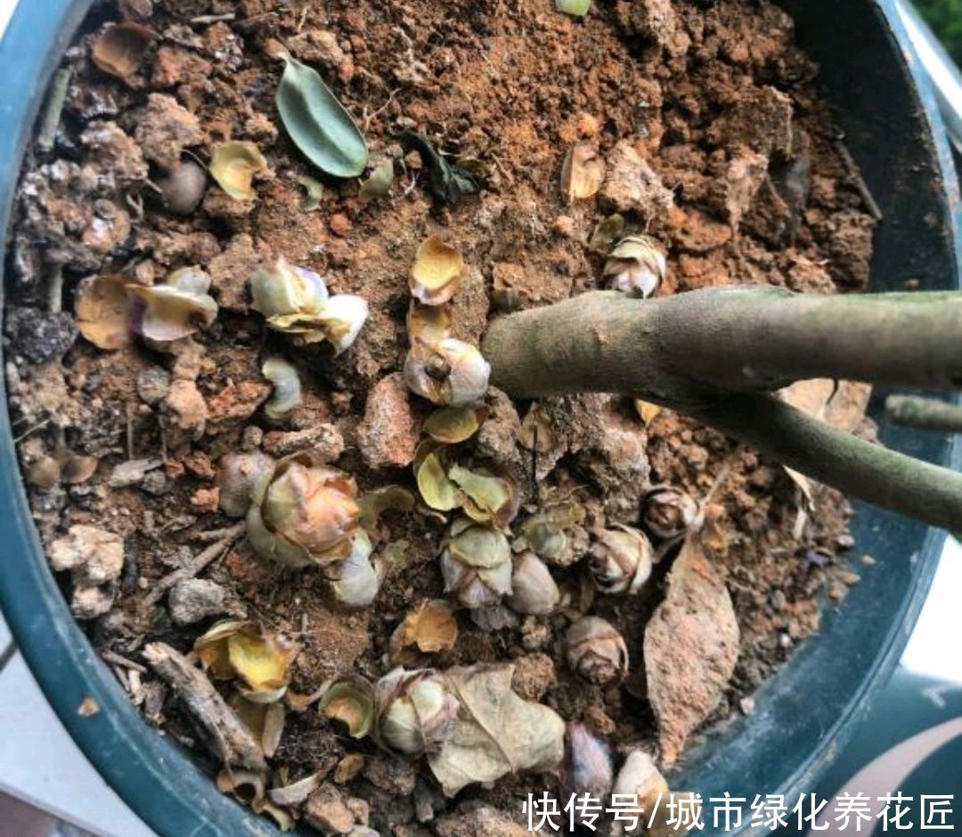 茶花盆栽入手才三天就直接卷叶掉花苞，湿度不够？营养不足？