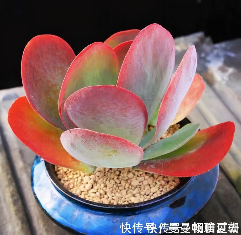 6种多肉好养活，夏天不休眠，晒晒太阳红彤彤，度夏也萌