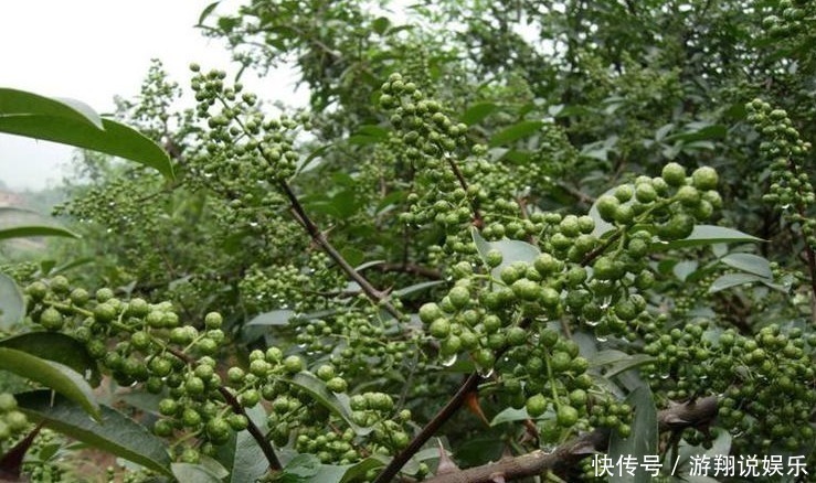 功效|原来喝点花椒水，就有这么神奇的功效，真的是超乎想象