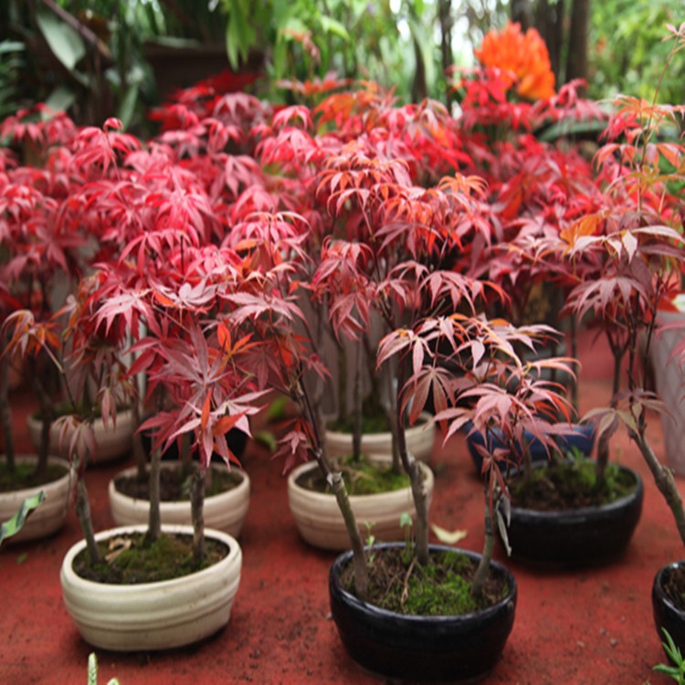 花苗|如果家有院子，赶紧种6款花苗，让院子丰收一片花海不再是梦想