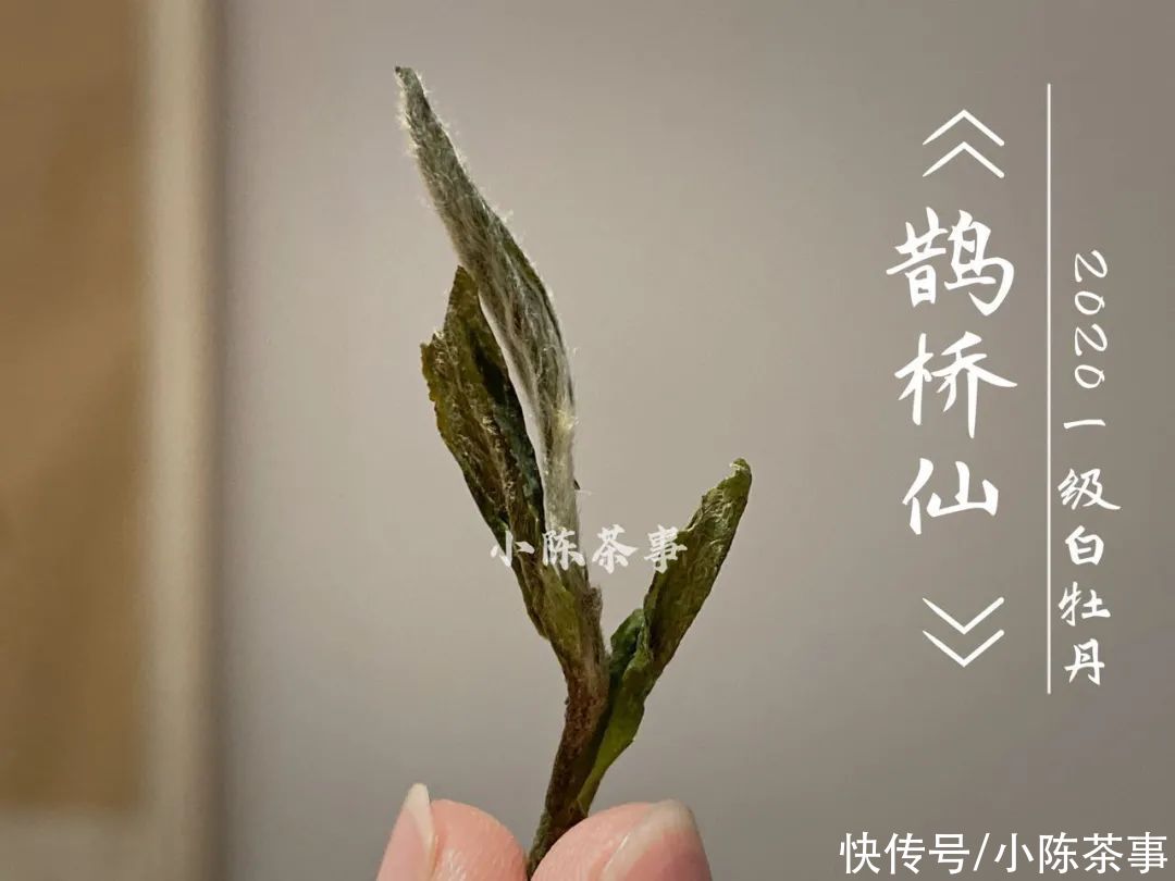  白牡丹|花香满颊，汤水劲滑，时隔7个月，2020白牡丹有了哪些变化？