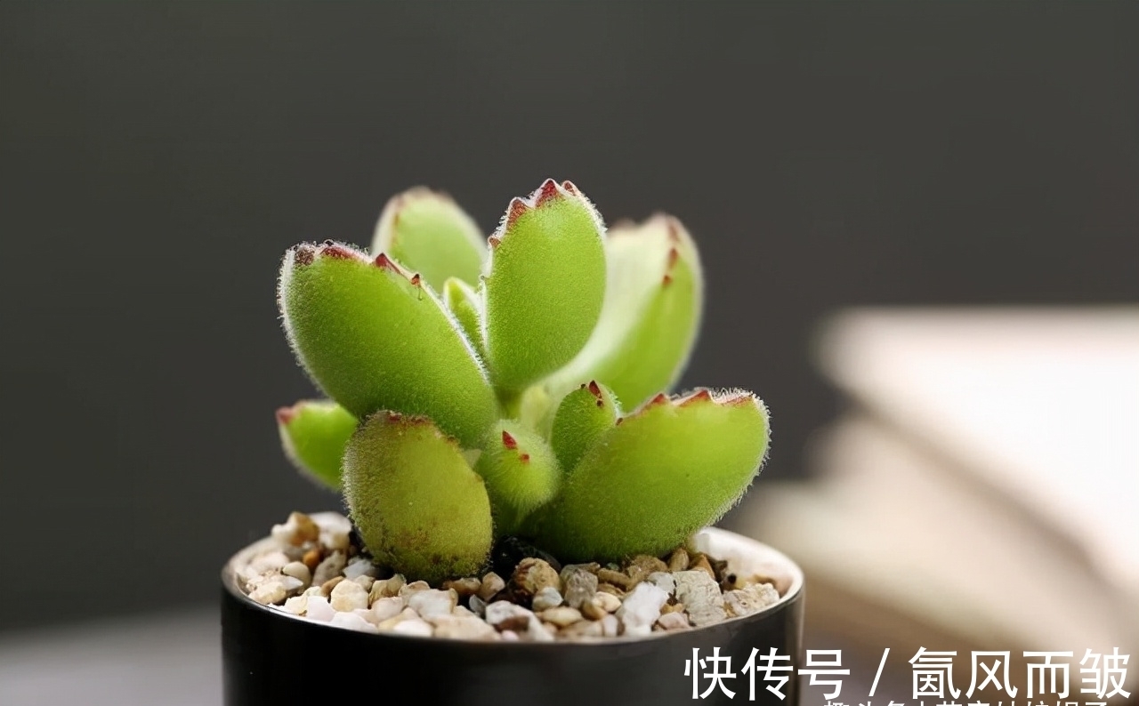 不是所有的多肉都可以叶插的，这16种叶插就很难成功，新手别费劲