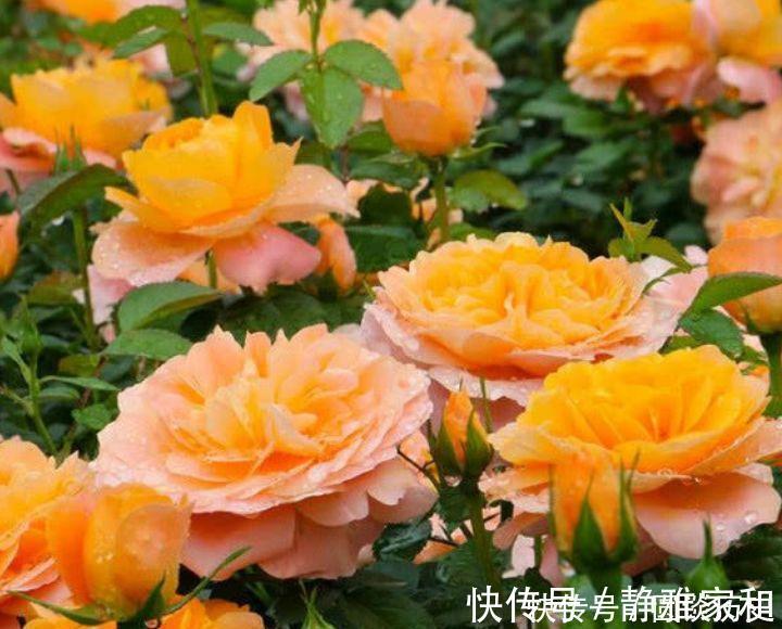 玫瑰|4种花界中的女神花,养护容易,开花美丽,花期超长