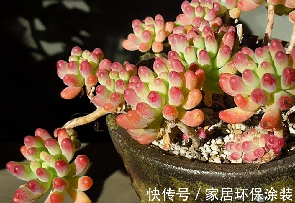 花友|老花匠养的多肉乙女心,长成果冻小老桩,只是做好了这5点