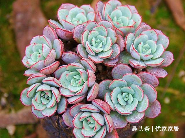 福娘|12款听名字就非常想喜欢的多肉,寓意好颜值高,放心养不后悔