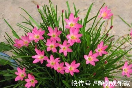 此花,人称“不死花”,耐寒耐高温!教你几招,3年开花,花开3年