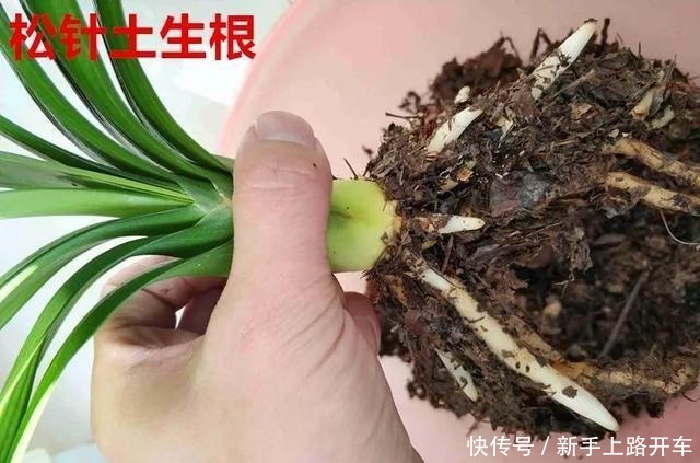 8种花换盆，换好了生一堆，换错立马死！8种花换盆，换好了生一堆，换错立马死！