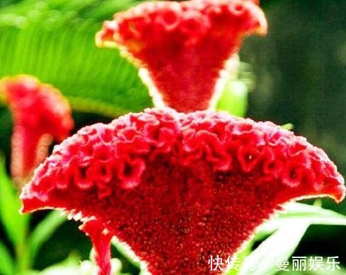 鸡冠花想“爆花”淘米水加点“渣”,花朵似蒲扇,开成一片花海