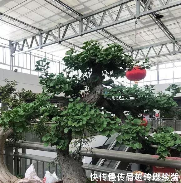 苍劲|这3种盆景可以养成传家宝,再穷也要养,越老越值钱!