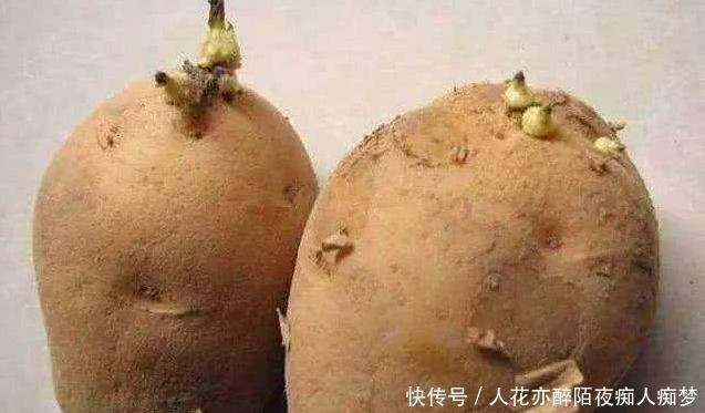 发芽的土豆不要扔，原来妙用这么多，可惜很多人都被它误导了！