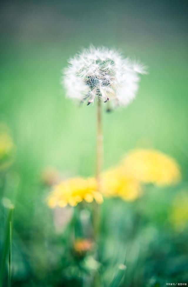 落地生@16蒲公英诗词:齿叶黄花阡陌开，老来秉伞飘南北