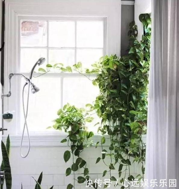 卫生间养花不知道选啥好就盆栽此4种植物,可放氧气、除臭味