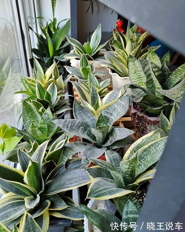 小芽|冬天虎皮兰,正在“虚弱期”,注意3个要点,小芽一个接一个