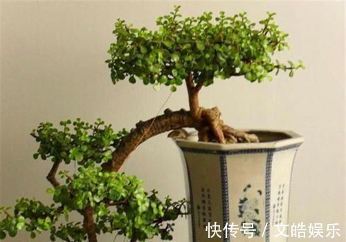 盆景|想要养一盆好看的金枝玉叶,教你一招,长成老桩,人人见了都夸美