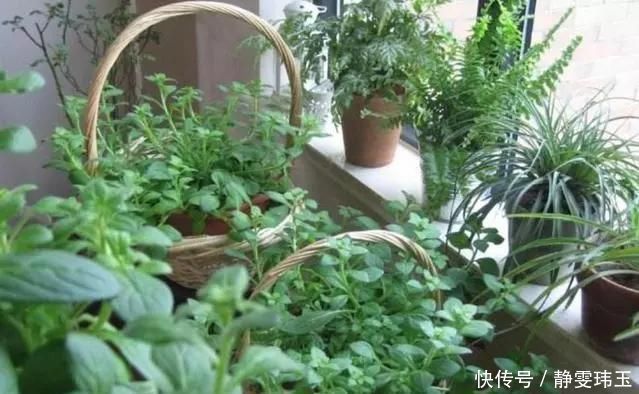 胡大妈养“兰花”,用一种令人厌恶的“营养液”,1盆养成20盆