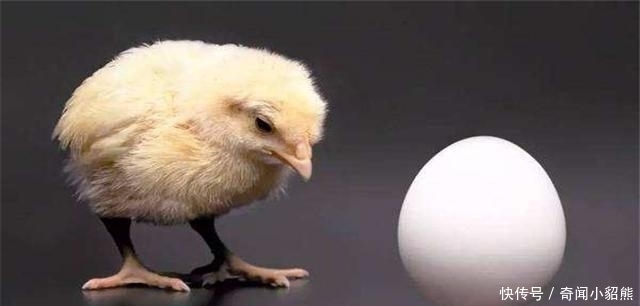 “先有鸡,还是先有蛋”?今天终于知道了答案!