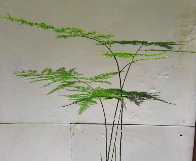 超耐阴的文竹,3个小手段,养成绿油油的小森林!