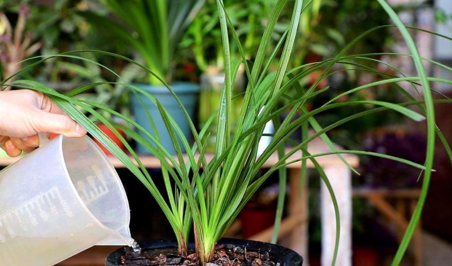 施肥|4种“富贵花”,7月要“穷养”,天气凉了就猛长