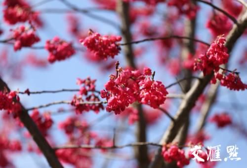 春光明媚 情侣园里百花闹春