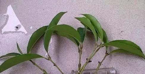 种桂花,不花1分钱,“掐”根枝条插盆里,来年桂花香满屋