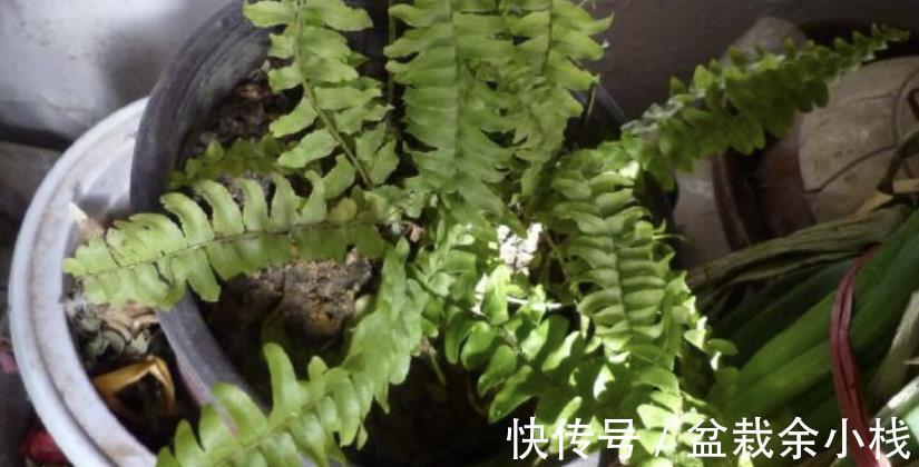 凤尾蕨|小时候常见的1种杂草,如今遍寻不到,制成盆景别有一番风趣