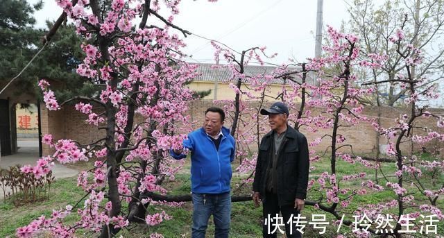 老人|84岁老人家里一棵桃树上长出了13株桃树,开花似“孔雀开屏”