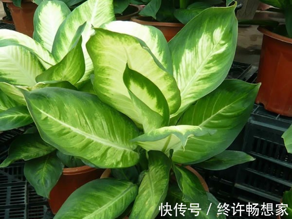 最疯植物就属它,半月从巴掌大猛窜到阳台放不下,只能狠心砍一半