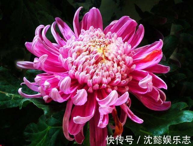 珍稀名菊|喜欢菊花,不如养盆“珍稀名菊”恒水紫桂,似紫衣佳人,娇羞舞媚