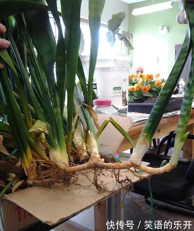 适合“干养”的11种花,天冷更加要控水,不然难过冬