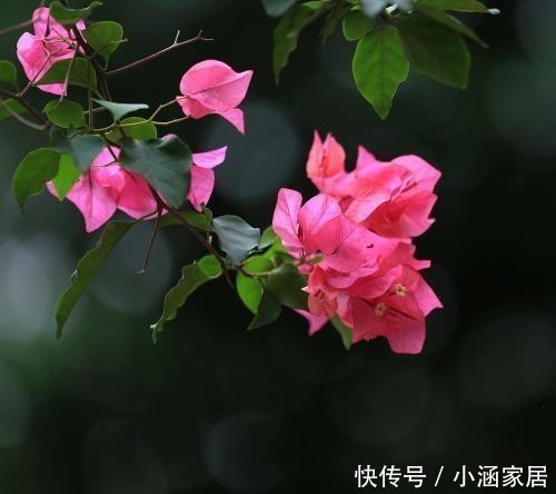 花卉|学会这5招,三角梅变老桩不再是问题!