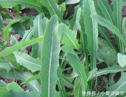 野菜|农村的这一种“救命草”,以前被人嫌弃,殊不知竟竟是养生良药