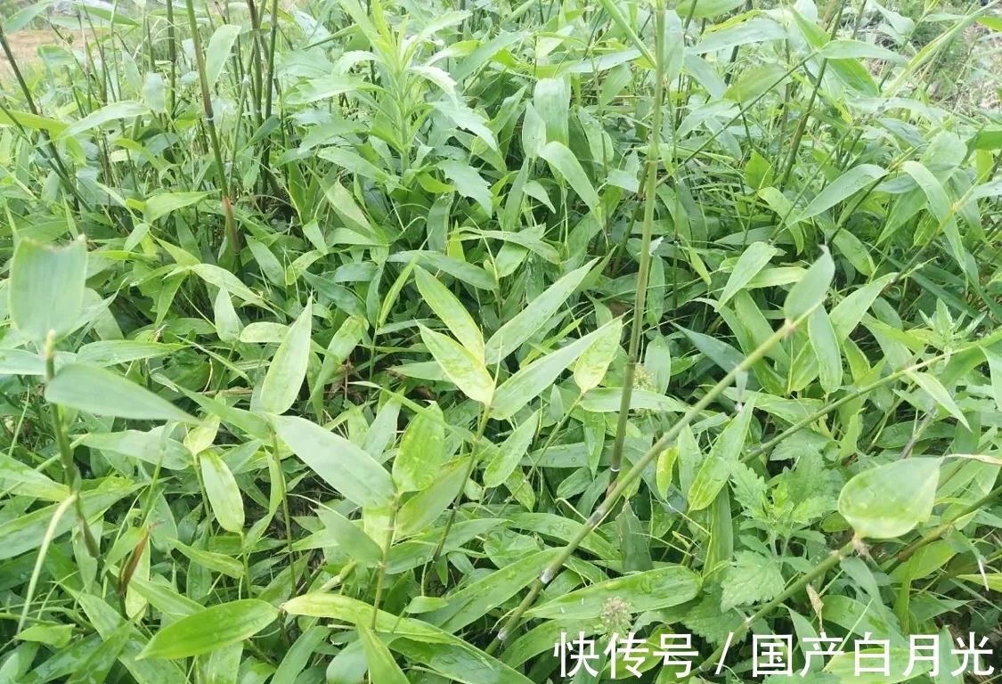 竹叶|没有不可能,只有你想不到,夏天也可以拿来煮水当茶喝,利尿去火