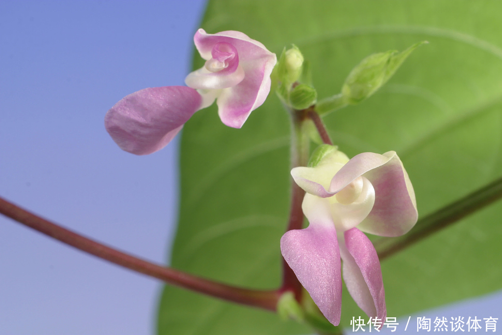 六神丸|这18味药，看似普通，却不可轻视！在中药配伍中，治病出奇制胜！