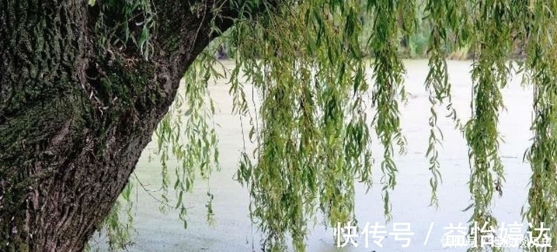 诗派!杨万里这首诗清新脱俗,表现手法更是高超,成为宋诗里的咏柳名篇