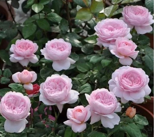 喜欢菊花,不如养盆“玫瑰精品”瑞典女王,气质优雅,女王范儿