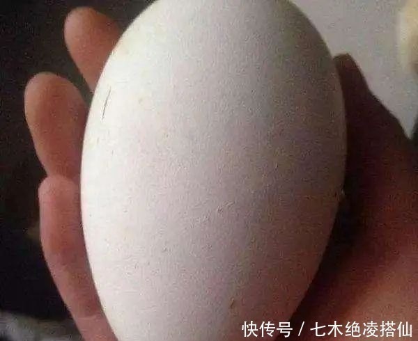 小鹅|为什么我们都吃鸡蛋，而鹅蛋那么大却很少人吃答案原来是