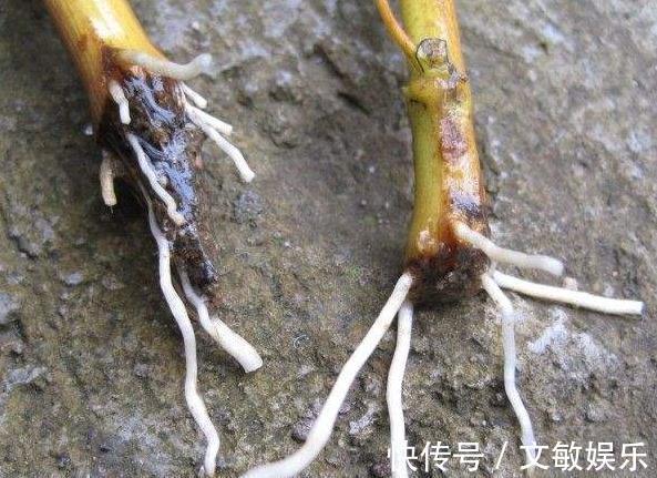 盆里“插1根”枝条,15天发芽,2个月成“果树”,1年结果!