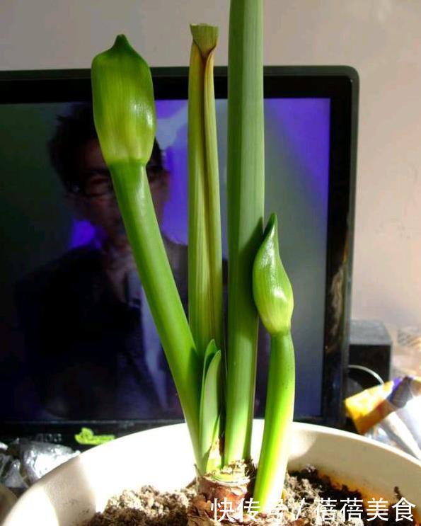 朱顶红中的“花机器”,勤花的“阿弗雷”,爆花的“王者”